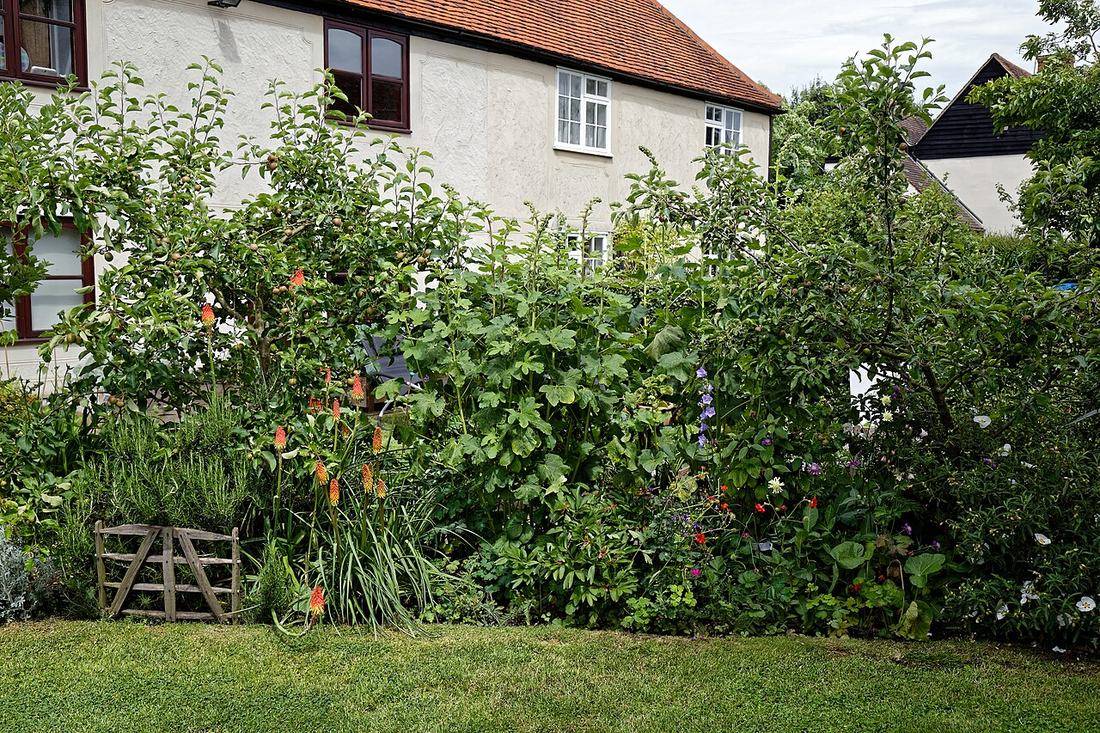 A cottage garden border in Essex